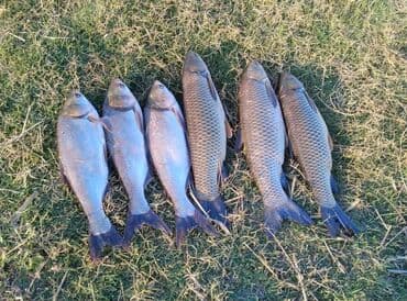 форель цена за 1 кг бишкек: Свежий — 4