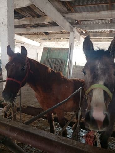 декларативный кролик: Продаю | Конь (самец) | На забой — 6