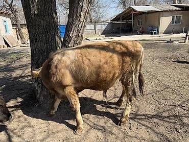 аппарат для дойки коров: Продаю | Музоо, торпок | Швицкая | На откорм | Искусственник — 5