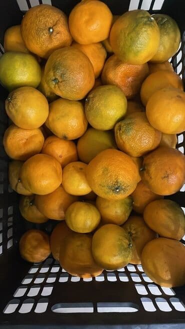 купить семена помидор: Мандарины — 2