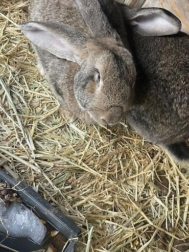 Продаю | Кролик самец, Крольчиха (самка) | Для разведения