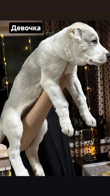 бишкек кошка: Продаются великолепные щенки алабая от чистокровных родителей с — 5