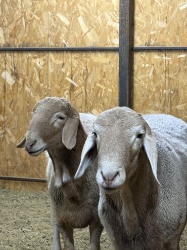 племенные коровы молочные купить: Продаю | Овца (самка), Баран (самец) | Арашан | Для разведения | Матка — 11