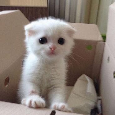 Здравствуйте! Очень хочу завести друга. Ищу котенка (любого пола и