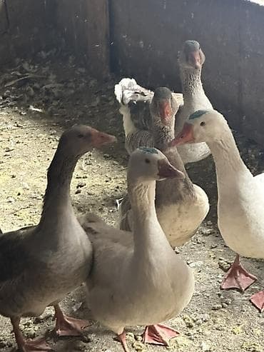утки индоутки: Гуси домашние, серые и белые, молодые особи. Порода Линда 21 голова в — 5