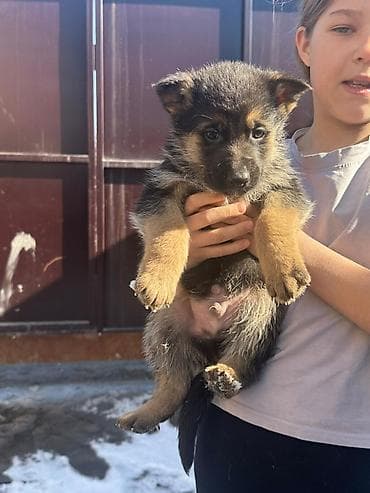 Иттер сатылат: Щенки немецкой овчарки - Порода: немецкая овчарка (рабочий тип) - — 9