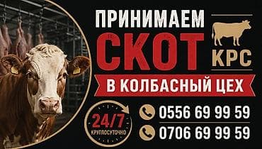 Колбасный цех : Коровы, быки, | Круглосуточно