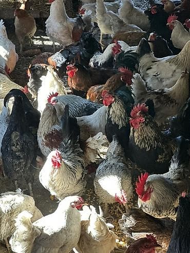 козу сатылат: Сатам | Тооктор | Үй | Көбөйтүү үчүн — 8