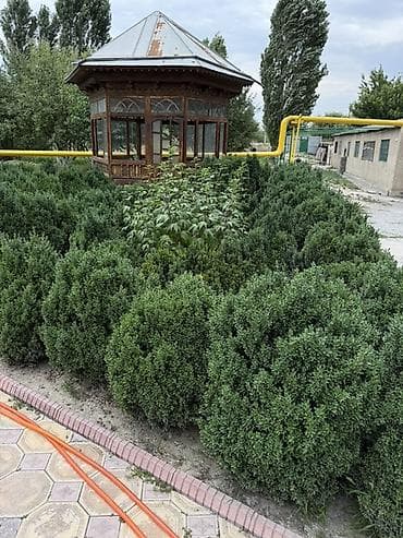 черный яшик: Самшит вечнозелёный (Buxus sempervirens) — взрослые кусты для живой — 9