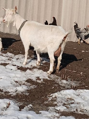 корова швицкая: Продаю | Коза (самка) | Для молока — 2