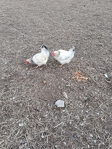 куры хай лайн соня: Продаю | Куры | Домашняя | Несушки — 1