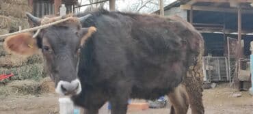 сельскохозяйственные животные продажа: Продаю | Корова (самка) | Алатауская | Для разведения | Стельные, Нетель — 5