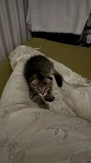 товары для кошек: Вязка: Скотиш Фолд (Шотландская вислоухая), Мальчик, 3 года, Серый — 5