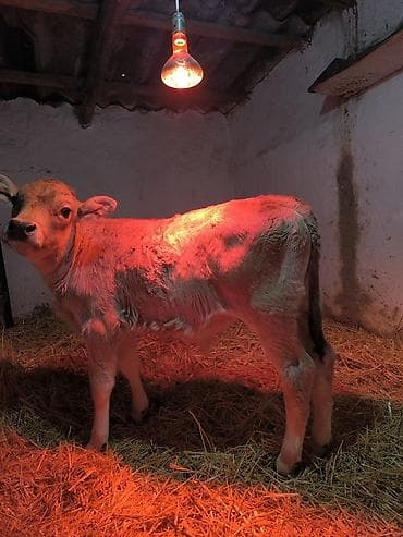 Ветеринар кызматы: Сатам | Бука (эркек) | Швиц | Бордоп семиртүү үчүн | Жасалма уруктандырылган — 2