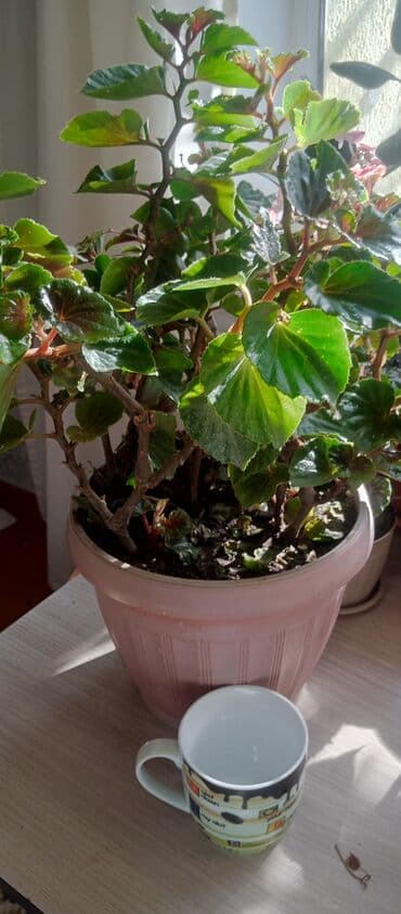 купить рассаду помидор в бишкеке: Бегония — 4