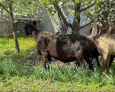 гуси линда: Продаю | Овца (самка) | Для разведения | Матка — 8