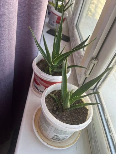 лаванда цветы: Алое гулу — 1