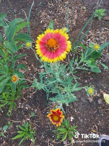 заправка газовых баллонов на дому бишкек: Рассада цветка: Хризантемы — 14