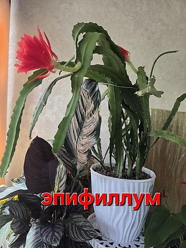 эпифиллум лесной кактус: Эпифиллум (лесной кактус) с крупными красными цветами - Вид — 2
