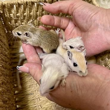 Шиншиллы: Продаются хомячки джунгарские, сирийские, ангорские пушистые хомячки — 8