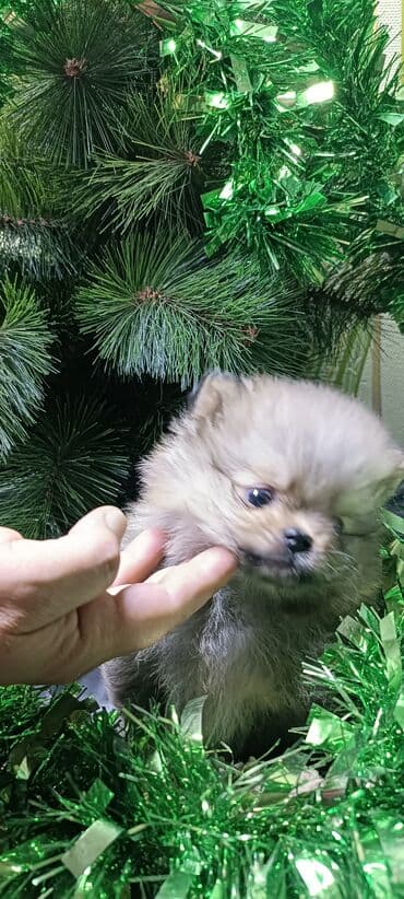 миска для животных: Шпиц, 1 месяц, Самец — 9