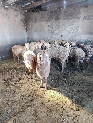 купить ягнята: Продаю | Овца (самка) | На забой — 4