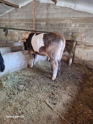 Продаю | Бык (самец) | На откорм at lalafo.kg Продаю | Бык (самец) | На откорм