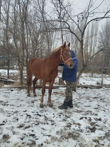далматинец купить: Продаю | Жеребец | Рабочий — 2
