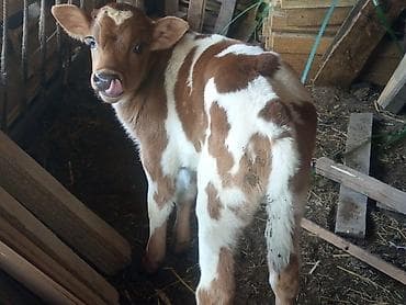 породистые телята: Продаю | Музоо, торпок | На откорм — 3