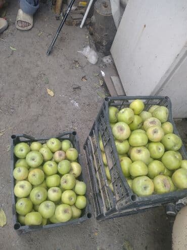 карагат фото: Алмалар — 3