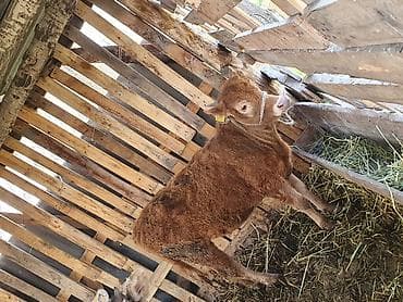 Животные: Продаю | Тёлка | Алатауская | Для разведения | Привязанные — 3