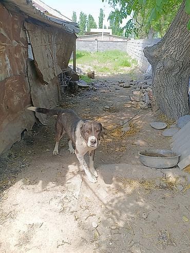 сеамская кошка: Собака даром: Алабай, 3 года, Самец, С прививкой — 5