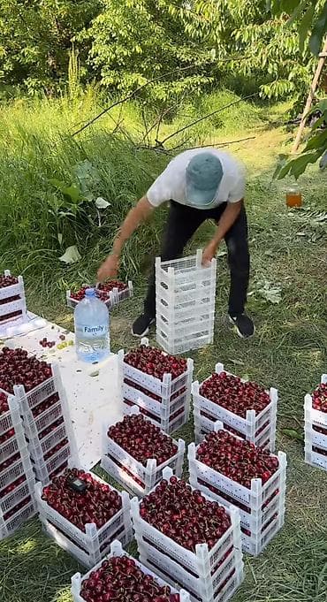 мешок для товара: Пластиковый Ящик, Новый — 4