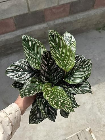 калатеи: Калатея орната (Calathea ornata) в горшке.

Пересаженный в горшке — 1