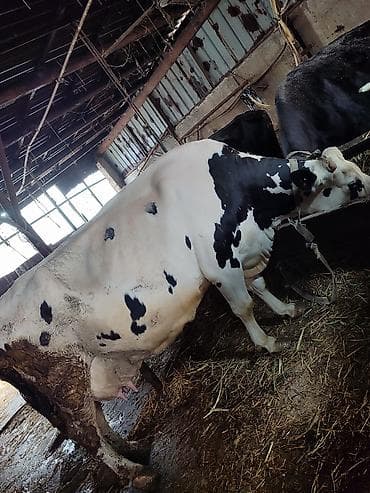 кошка рэгдолл: Продаю | Корова (самка), Тёлка | Голштин, Швицкая | Для разведения | Племенные, Стельные, Нетель — 8
