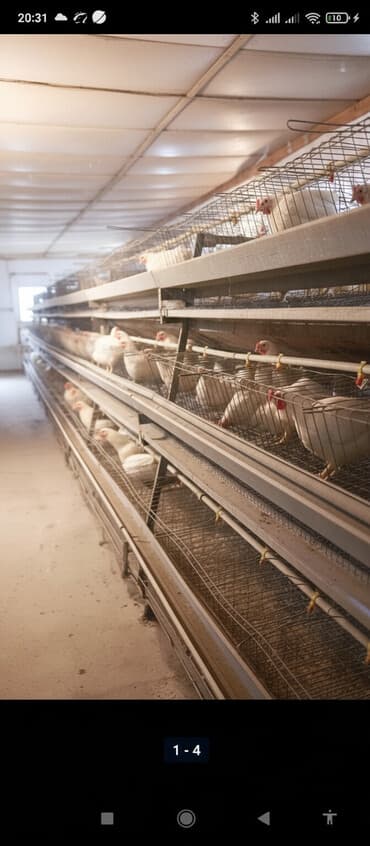 Клетки для кур несушек. В комплекте поилки, яйцеуловители, кормушки