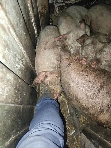 мёд токтогульский: Сатам | Каман (эркек) | Чоң ак — 1