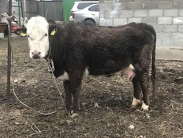 хаски цена собака: Продаю | Корова (самка), Тёлка | Ангус, Швицкая, Симментальская | На откорм, На забой, Для разведения | Стельные, Отела не было, Привязанные — 2