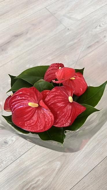 искусственный цветы: Антуриум в горшке очень много соцветий, - Комнатное растение с — 1