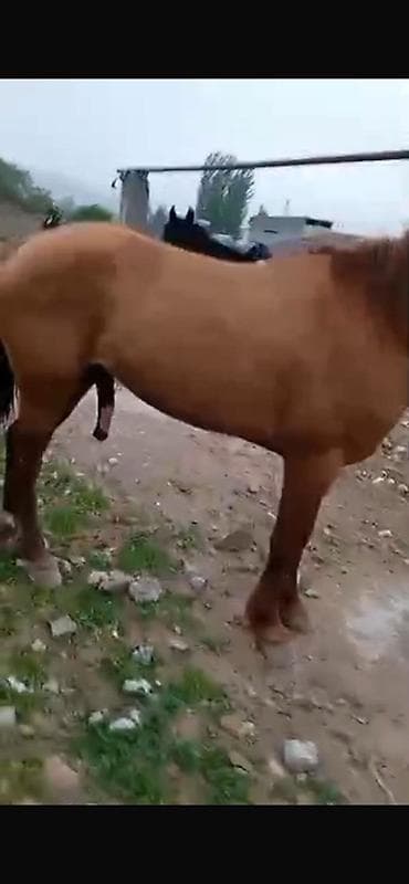 бигль собака: Продаю | Конь (самец), Жеребец | Рабочий — 7