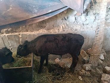 собаки овчарки: Продаю | Корова (самка) | Для молока — 3
