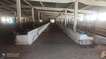 продается ферма: Сдам в аренду или продам фермусарайКашара.Ферма недалеко от — 2