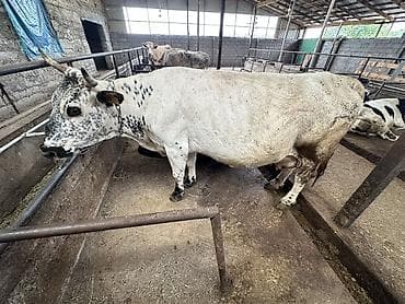 корова джерси: Продаю | Корова (самка) | Для молока | Привязанные — 2