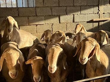 обезьяна живой: Продаю | Овца (самка), Ягненок, Баран (самец) | Арашан | Для разведения | Племенные — 3