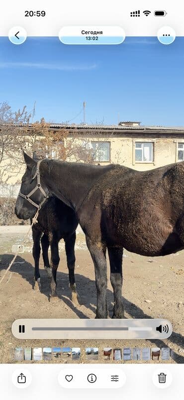 сколько стоит немецкая овчарка в бишкеке: Продаю | Кобыла (самка) | Для разведения — 5