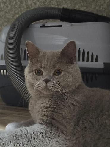 Животные: 🐱 Продается британский короткошерстный котик Лео. Возраст: 7 месяцев — 3