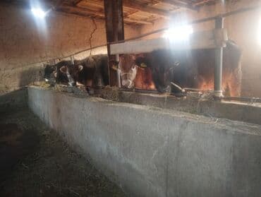 продам бу оборудование для птицефабрики: Продаю | Корова (самка), Бык (самец), Тёлка — 2