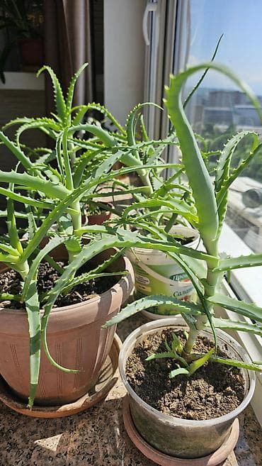 купить алоэ 5 лет: Целебный алоэ (3 года). Домашние суккуленты с мясистыми, зубчатыми по — 1