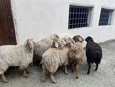 Продаю | Овца (самка) | Полукровка | На забой, Для разведения, Для шерсти | Ярка