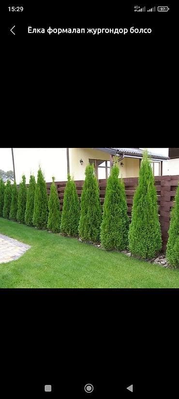 косим траву: Покос газона, уход за Розами — 5